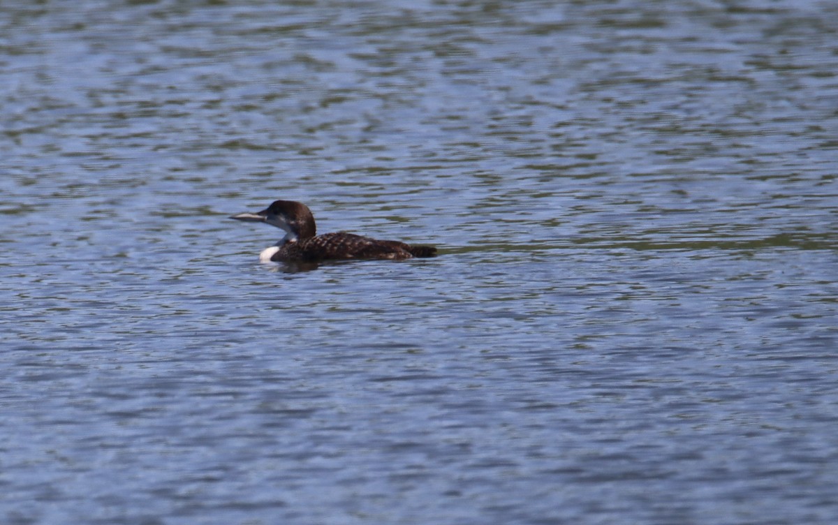 Common Loon - Russell Hillsley