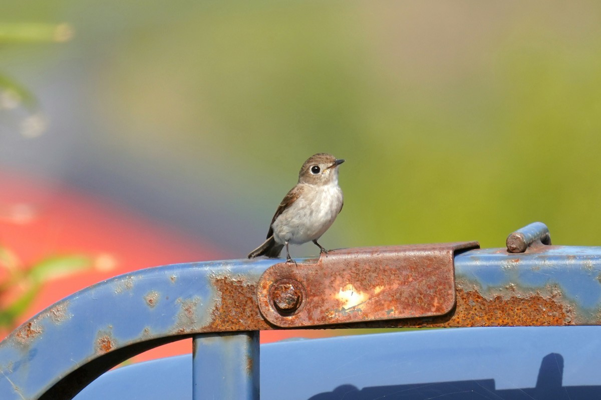 Asian Brown Flycatcher - ML619025425