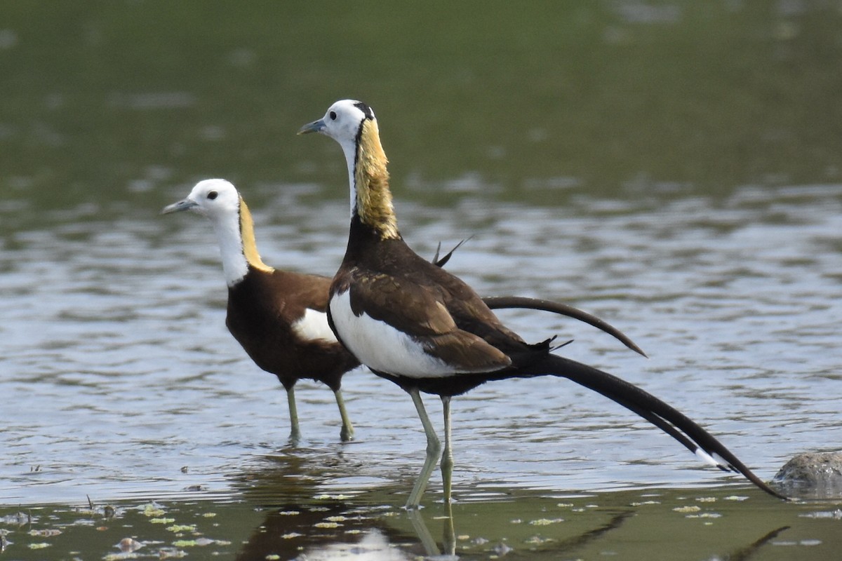 Pheasant-tailed Jacana - ML619025435