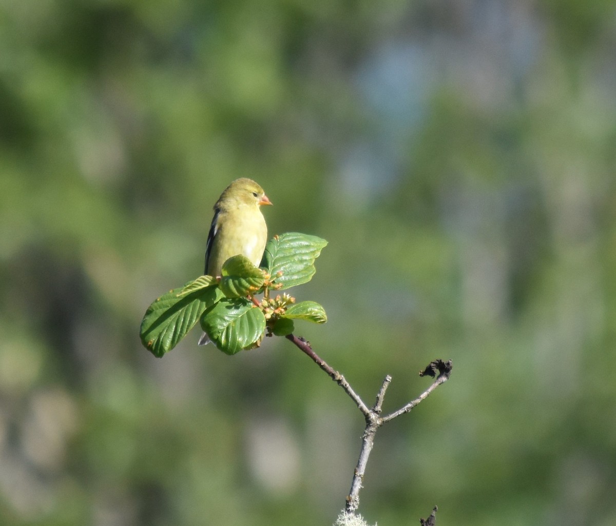 American Goldfinch - ML619025440