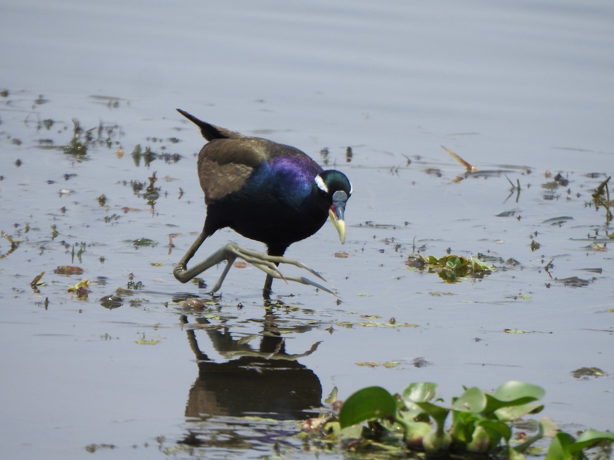 Bronze-winged Jacana - arun tyagi