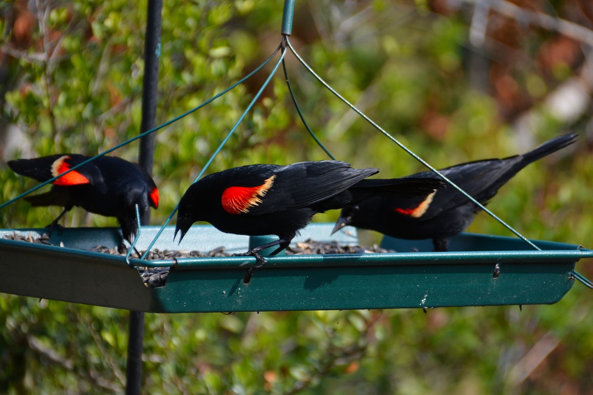 Red-winged Blackbird (Red-winged) - John Whitehead