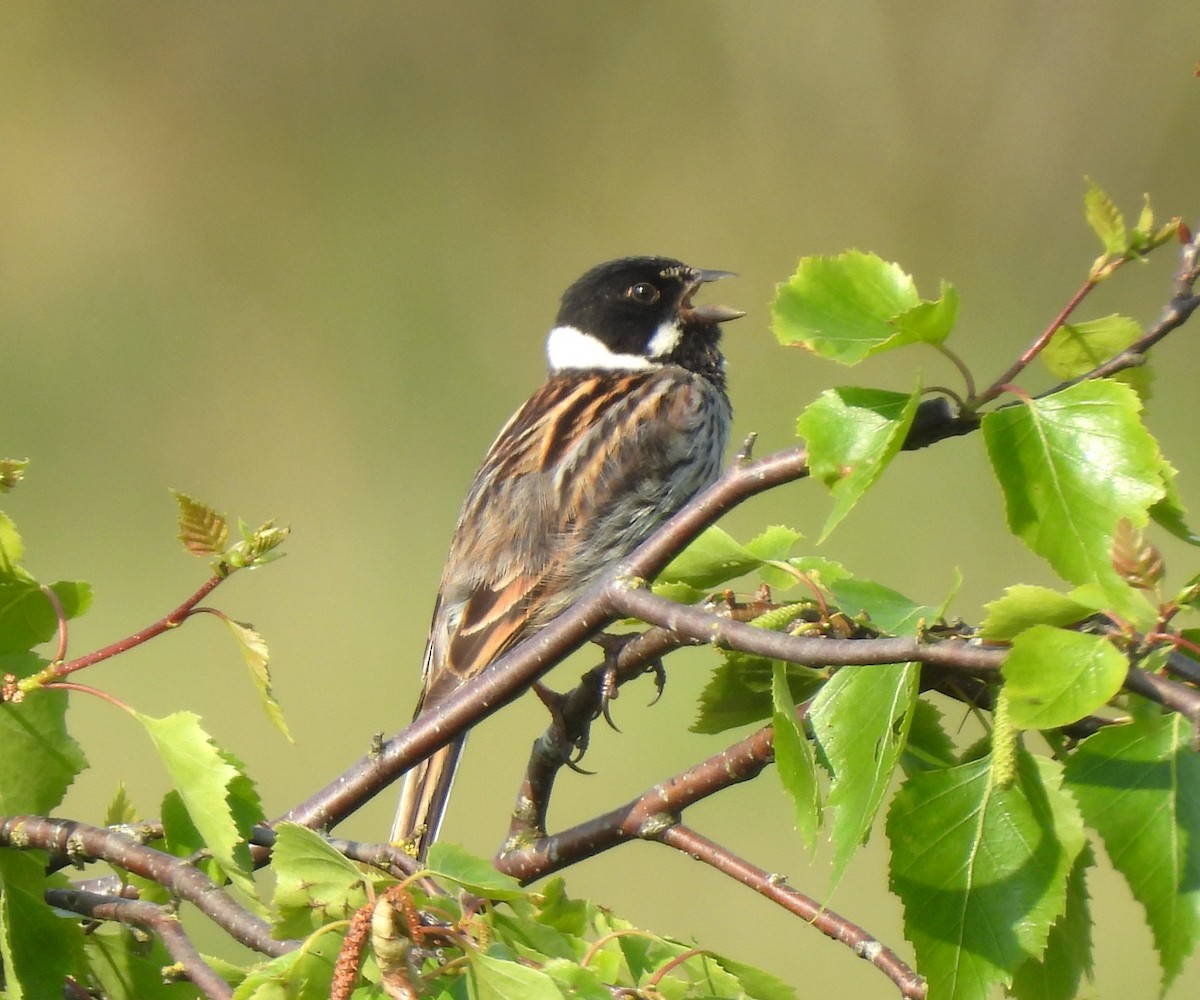 Reed Bunting - Paul Stewart