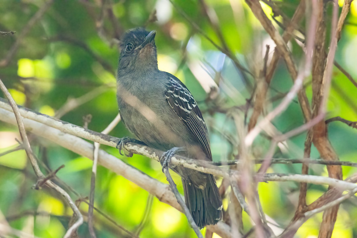 Blackish-gray Antshrike - Jhonathan Miranda - Wandering Venezuela Birding Expeditions