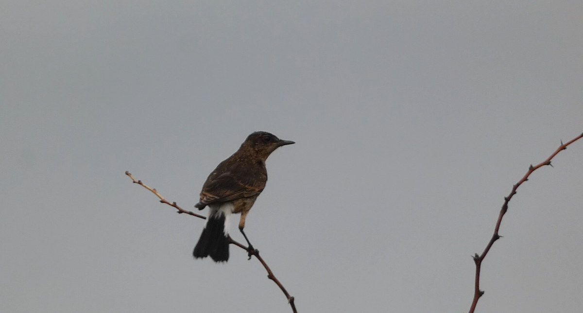 Heuglin's Wheatear - ML619025489