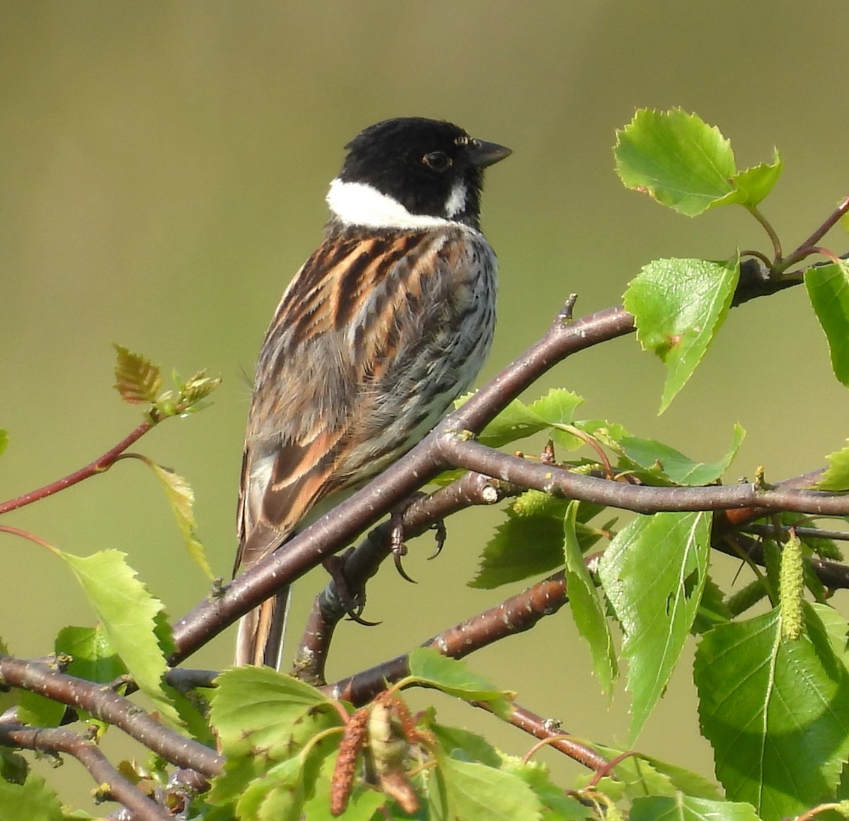 Reed Bunting - Paul Stewart