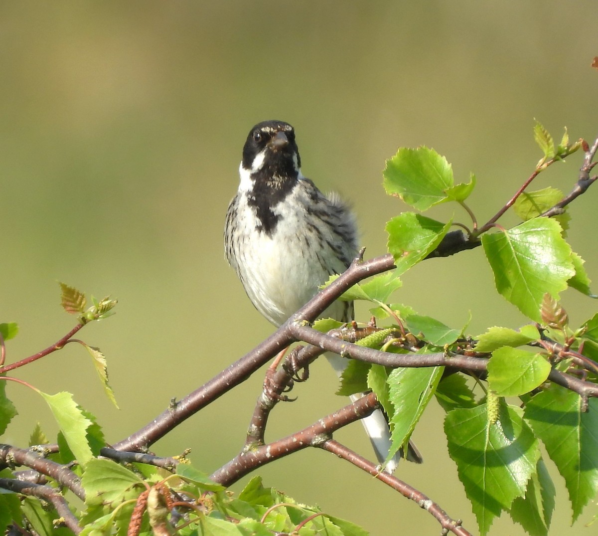 Reed Bunting - Paul Stewart