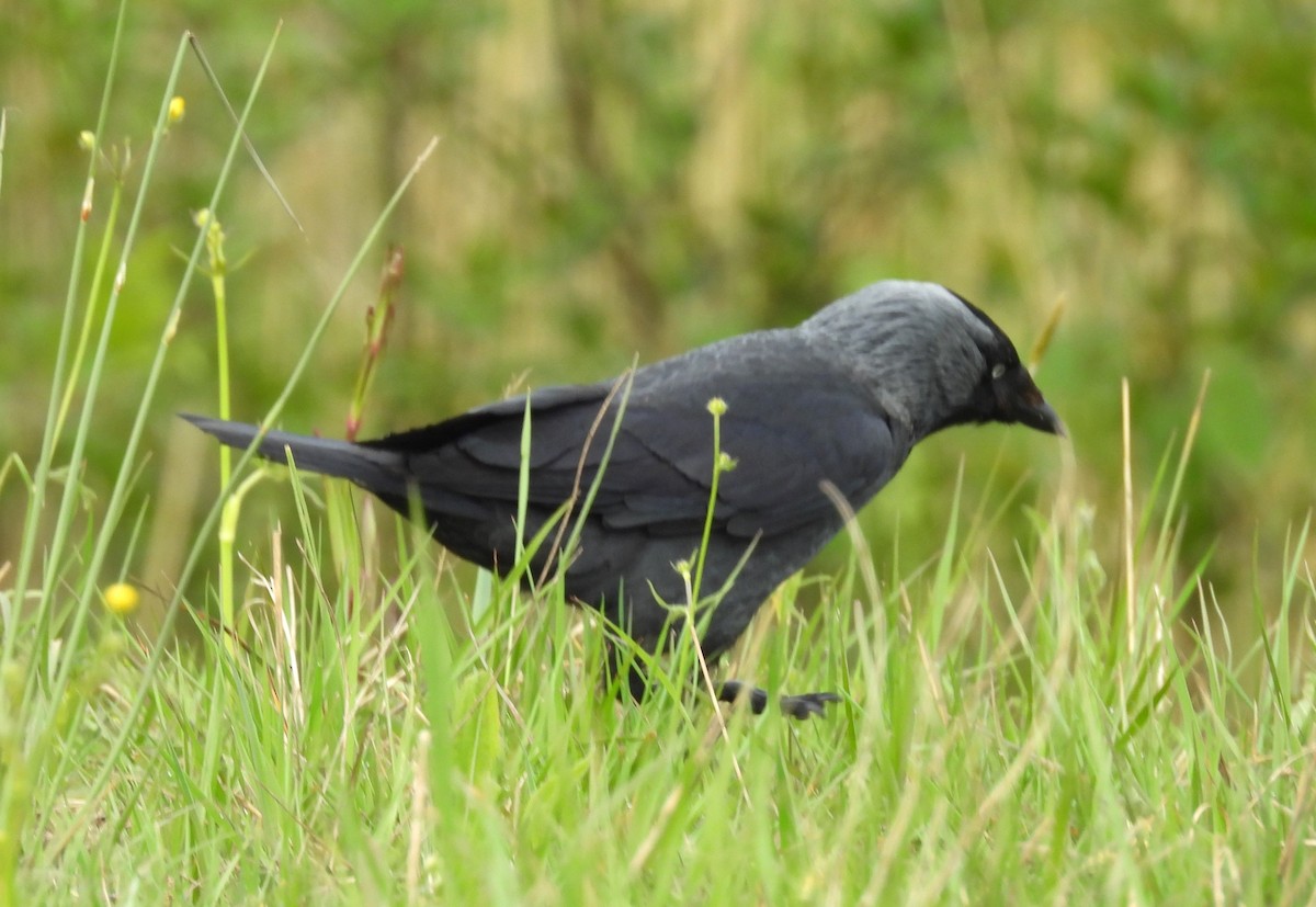 Eurasian Jackdaw - ML619025510