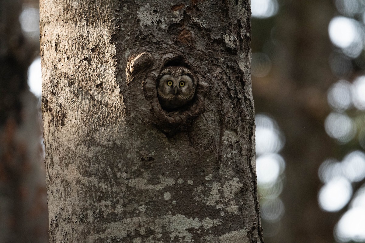 Boreal Owl - Thibaut RIVIERE