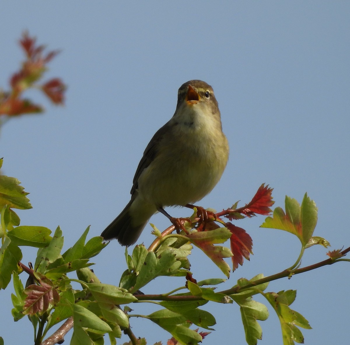 Willow Warbler - ML619025517