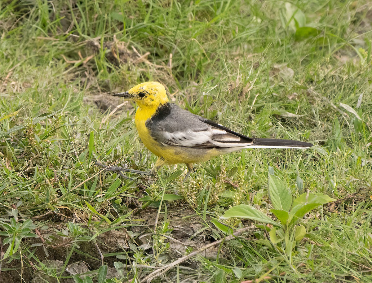 Citrine Wagtail - James Moore (Maryland)