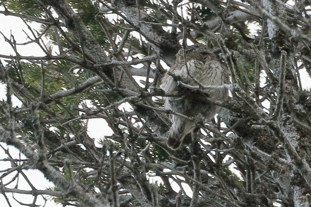 Eurasian Pygmy-Owl - José Maria Ayuela Azcarate