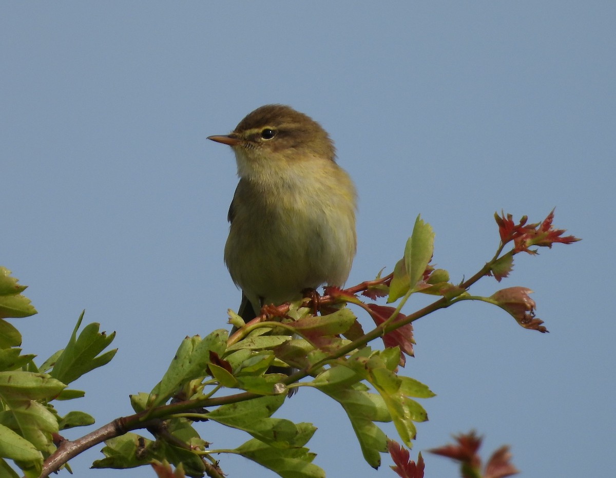 Willow Warbler - ML619025528