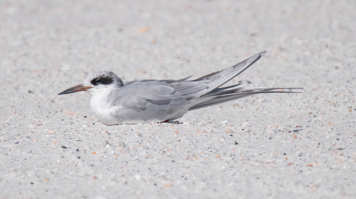 Forster's Tern - ML619025530