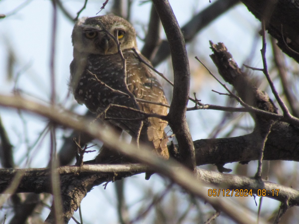 Spotted Owlet - ML619025534