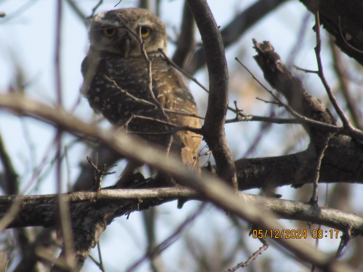 Spotted Owlet - ML619025537