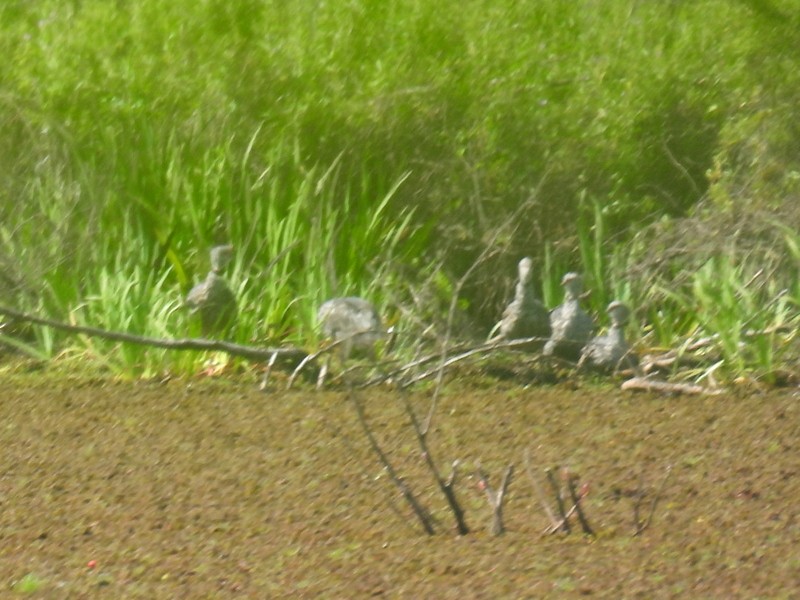 Southern Screamer - bob butler