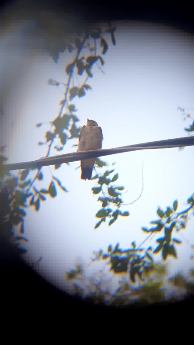 Southern Rough-winged Swallow - ML619025582