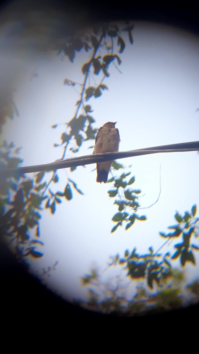 Southern Rough-winged Swallow - ML619025584