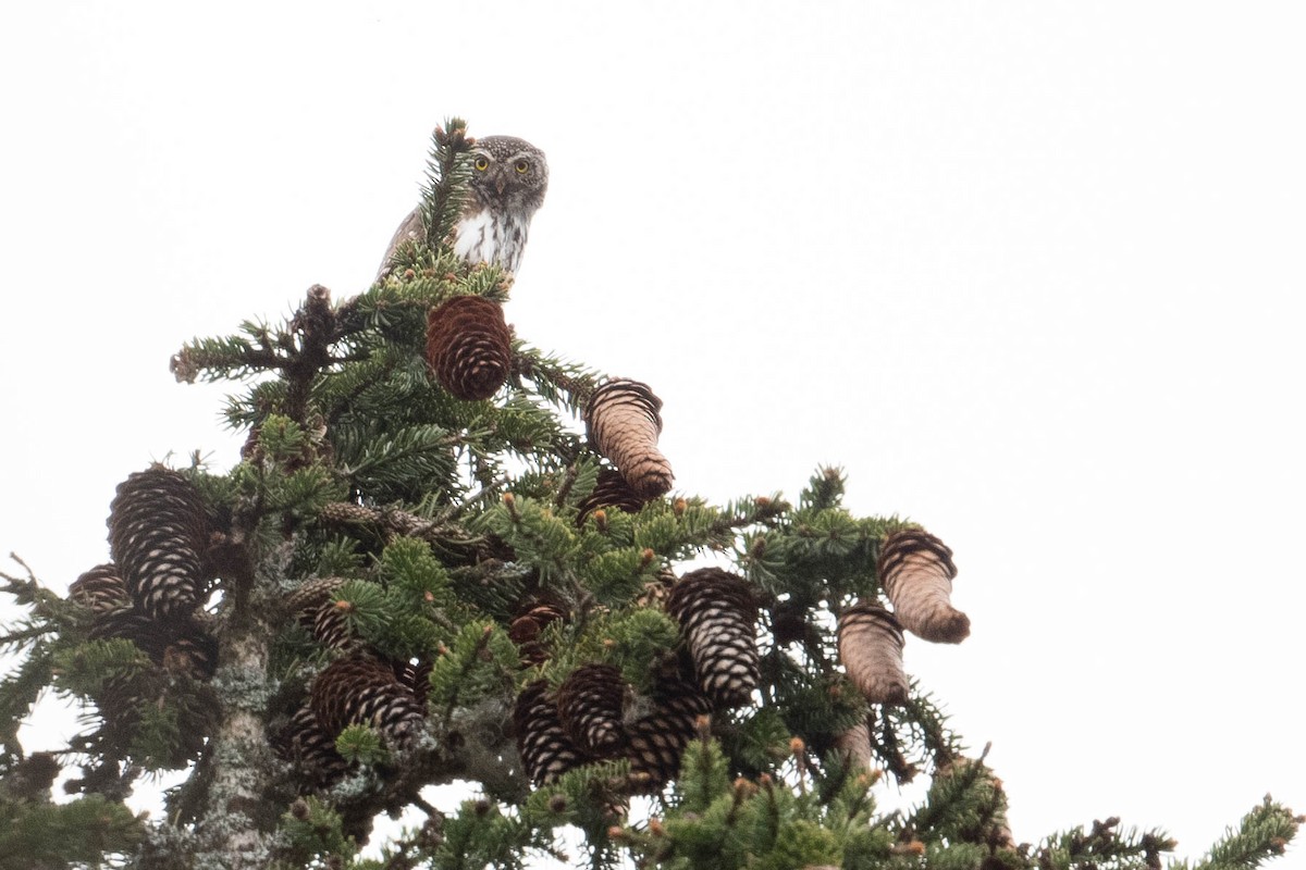 Eurasian Pygmy-Owl - ML619025588