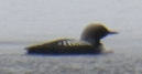 太平洋潛鳥 - ML619025598