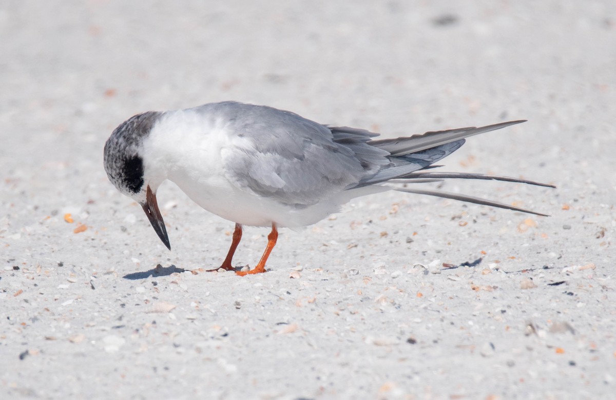 Forster's Tern - ML619025601