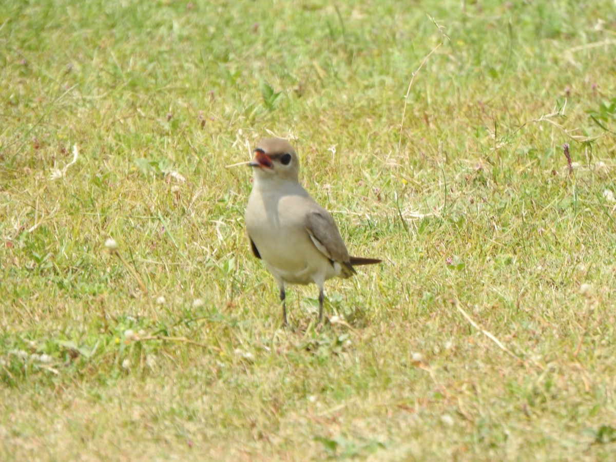 Small Pratincole - ML619025602