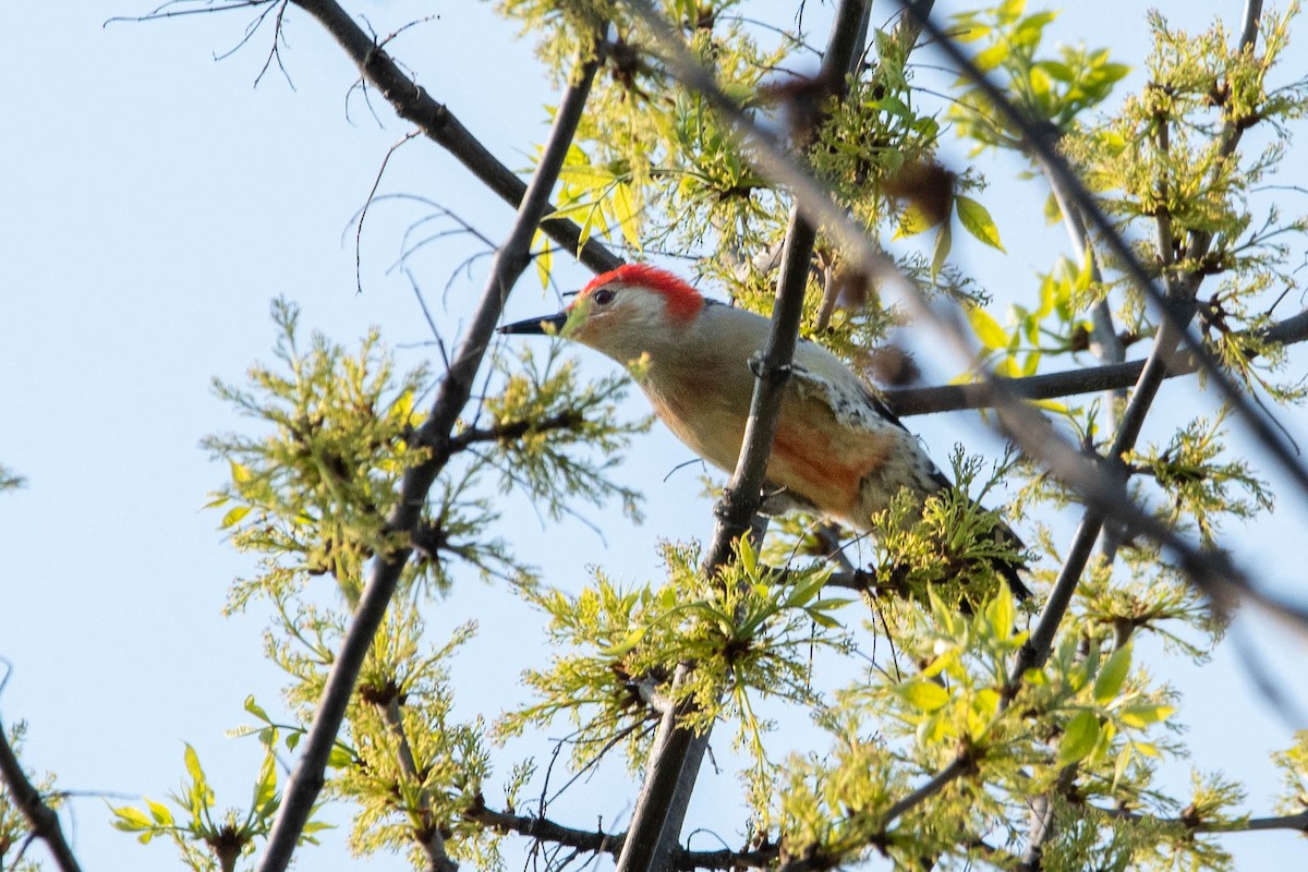 Red-bellied Woodpecker - Nancy Wilcox