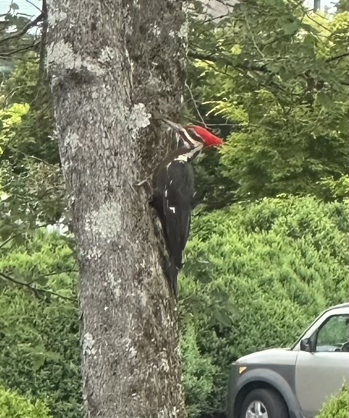 Pileated Woodpecker - Mike Stinson