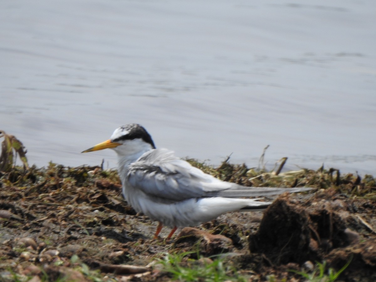 Little Tern - ML619025658