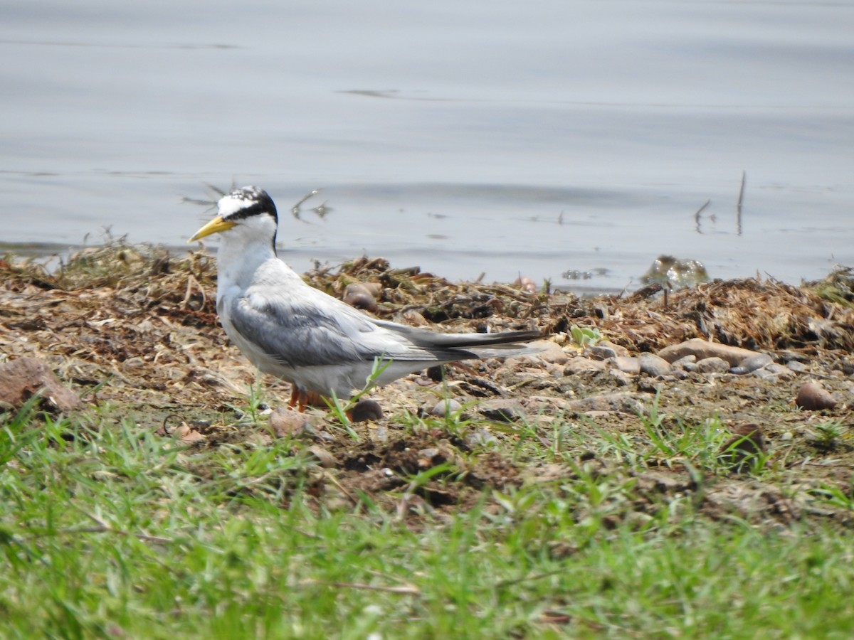 Little Tern - ML619025661