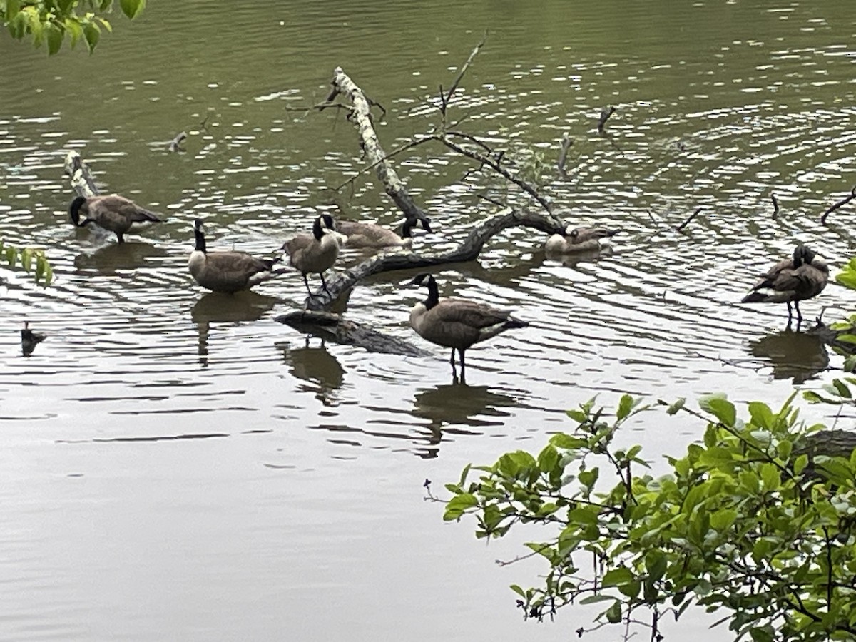 Canada Goose - Emily Read