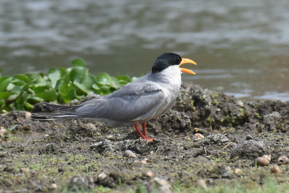 River Tern - arun tyagi