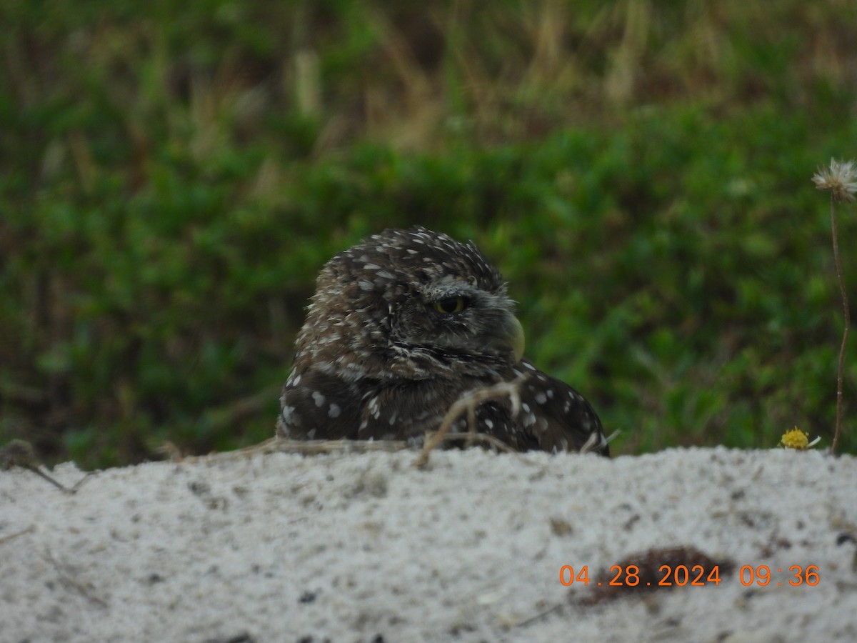 Burrowing Owl (Florida) - Sally Hill