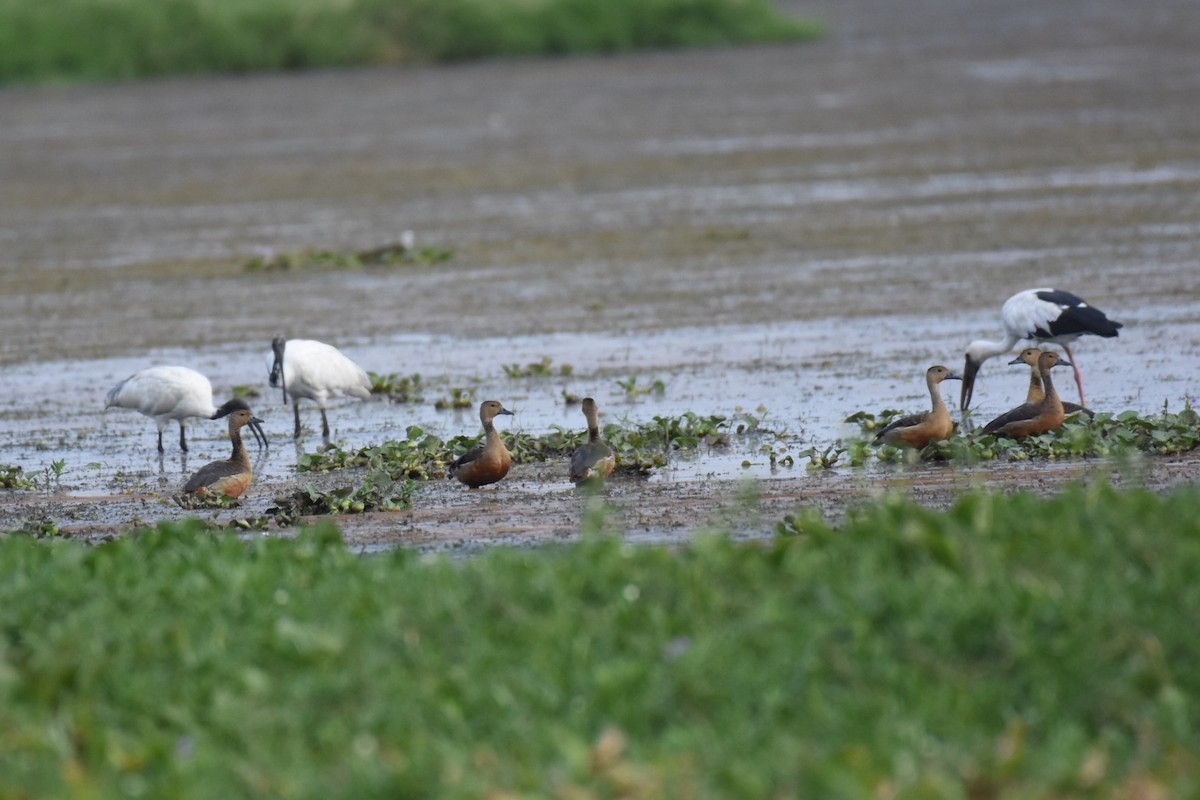 Asian Openbill - arun tyagi