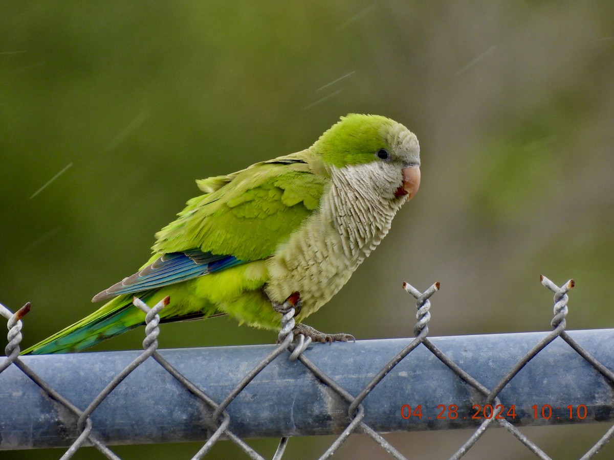 Monk Parakeet - Sally Hill