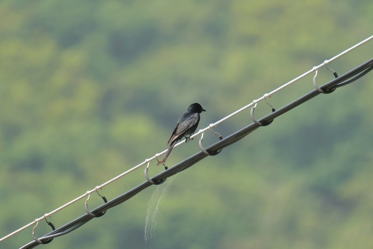 Black Drongo - ML619025722