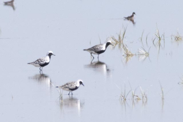 Black-bellied Plover - ML619025728