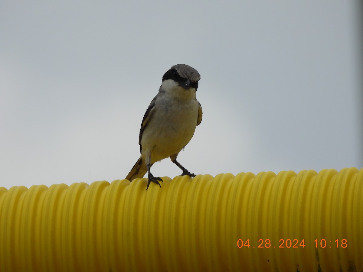 Loggerhead Shrike - Sally Hill