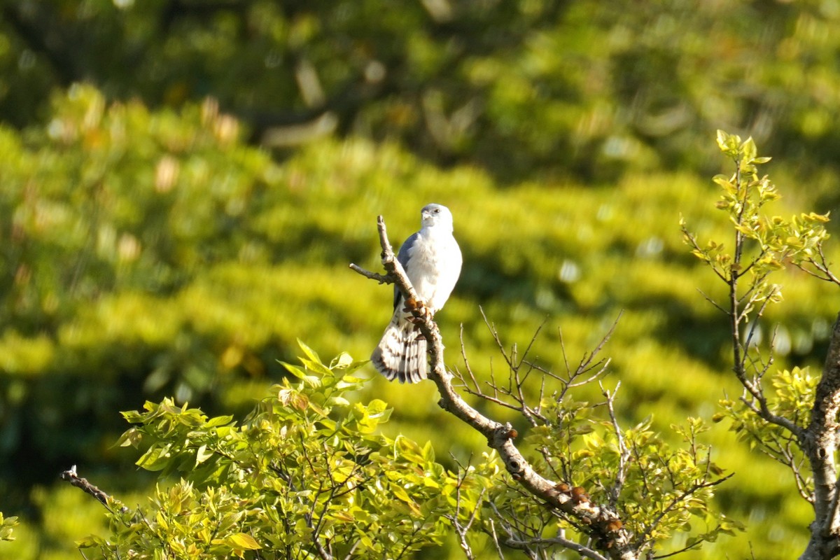 Chinese Sparrowhawk - Jaewon Yun