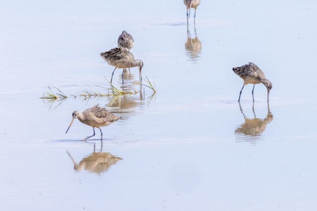 Marbled Godwit - ML619025741