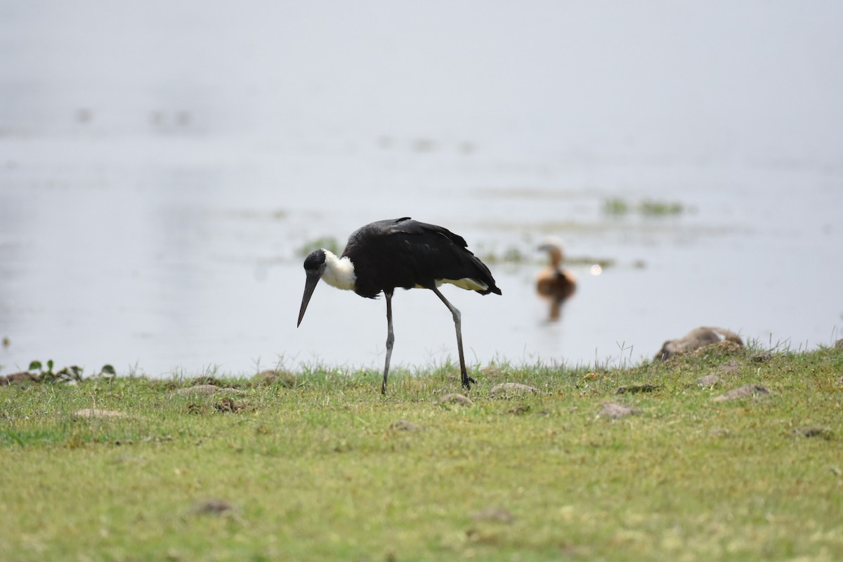 Asian Woolly-necked Stork - ML619025742