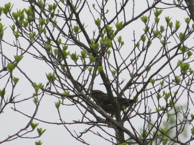 Northern Waterthrush - Michael Doyle