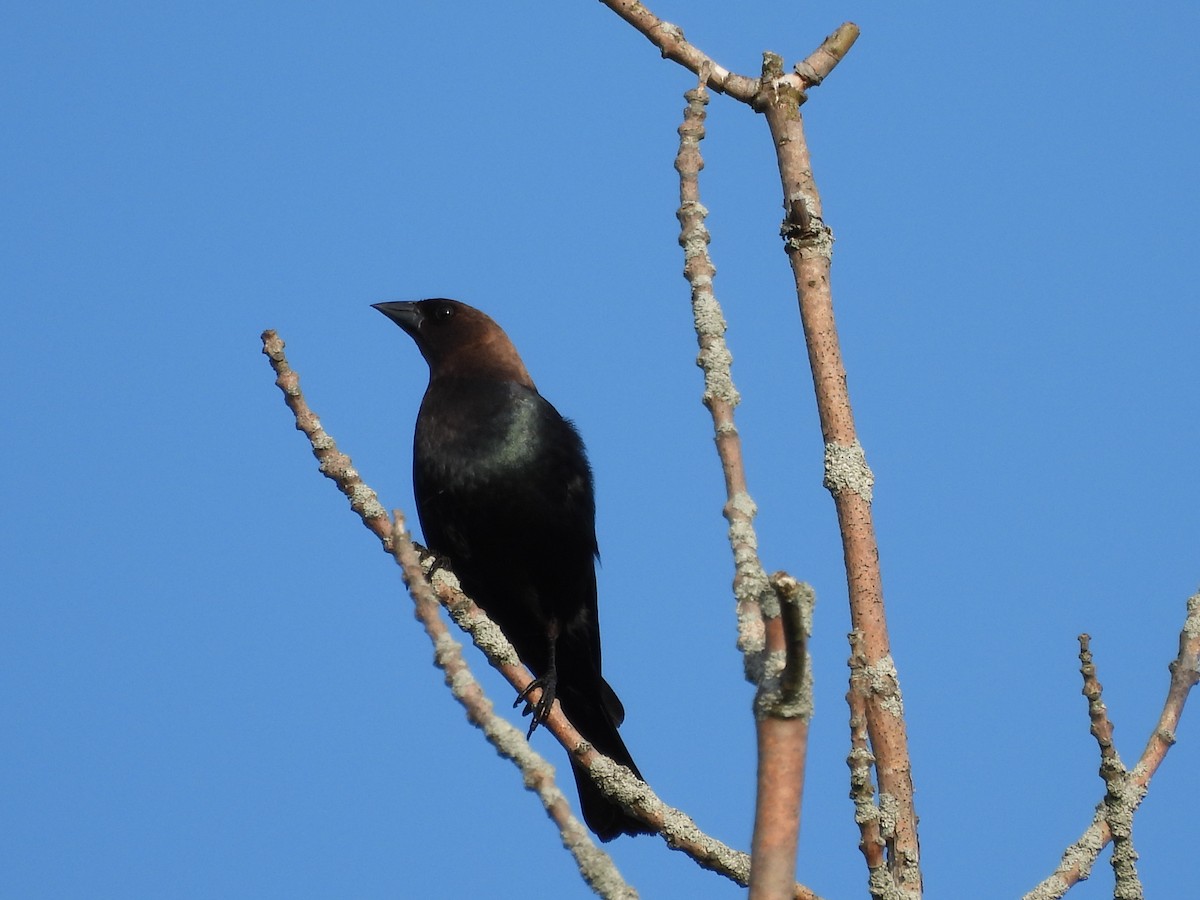 Brown-headed Cowbird - George Ford