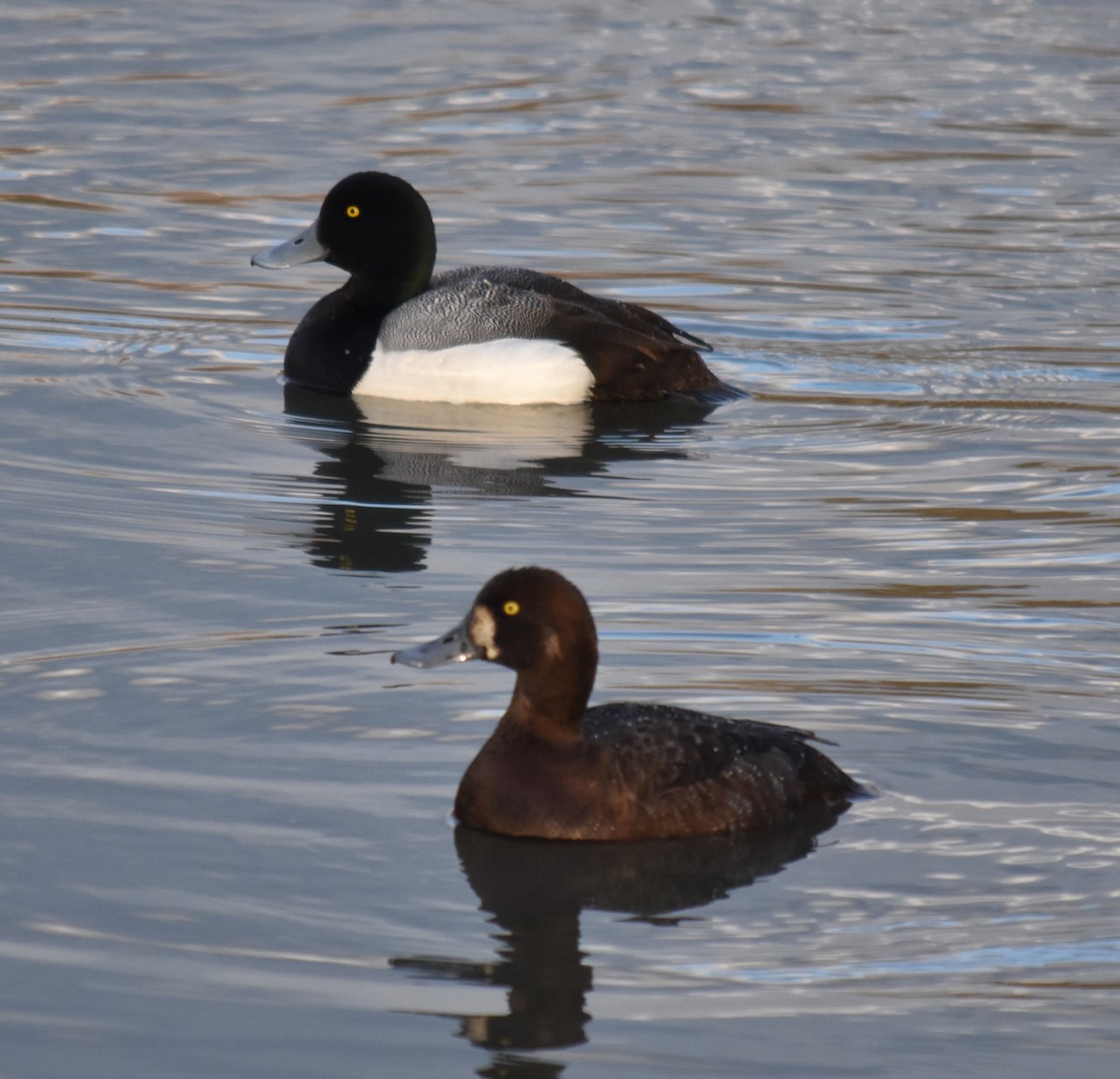 Greater Scaup - Bill Tweit