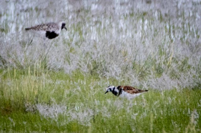 Ruddy Turnstone - ML619025774