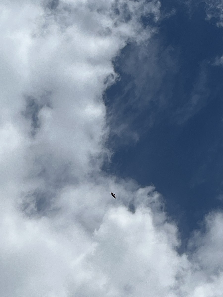 Sharp-shinned Hawk - A J