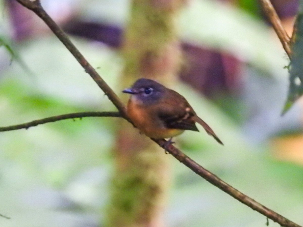 Tawny-chested Flycatcher - Daniel Garrigues