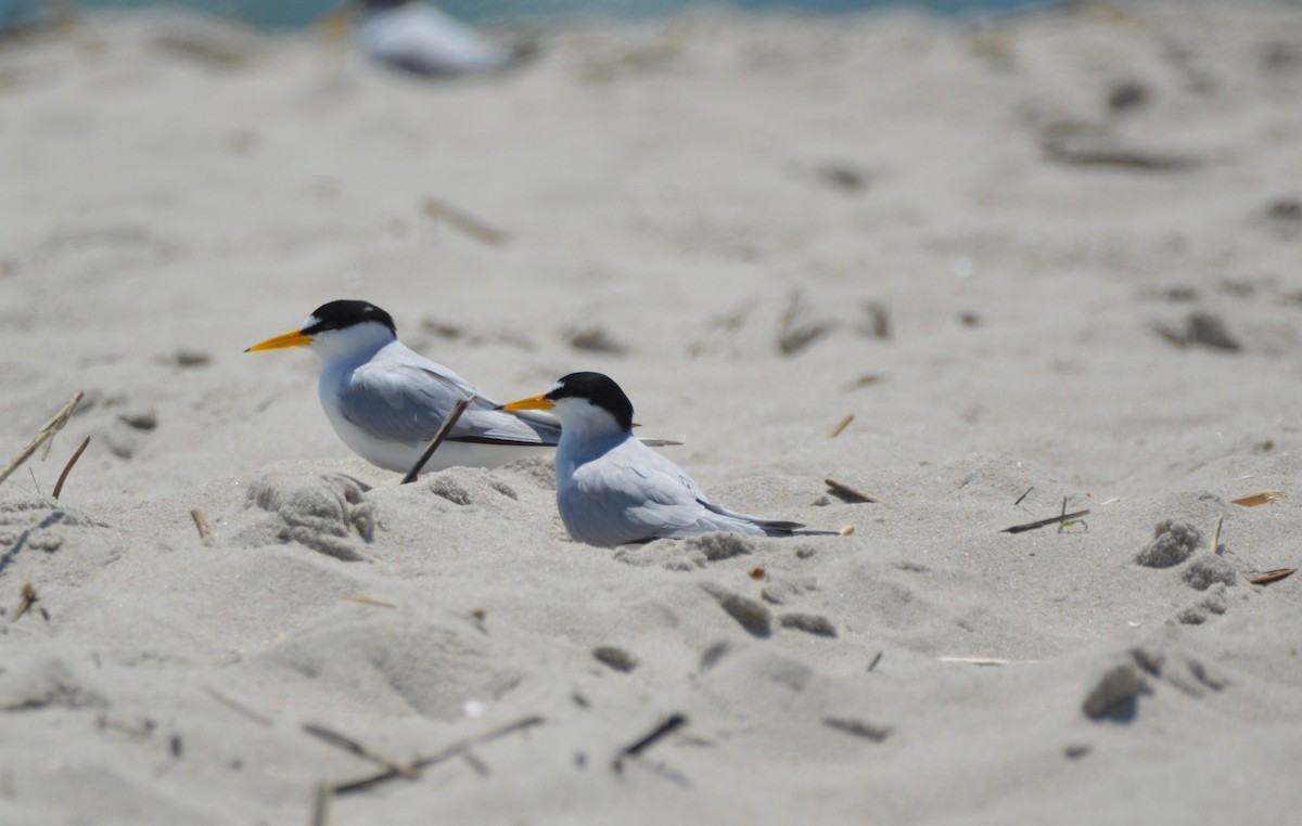 Least Tern - ML619025825