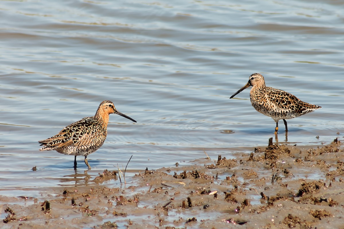 Short-billed Dowitcher - Michael Mays